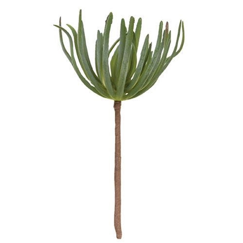 Palm Succulent (Pack of 4)