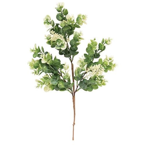 Seeded Baby Eucalyptus Bush (Pack of 4)