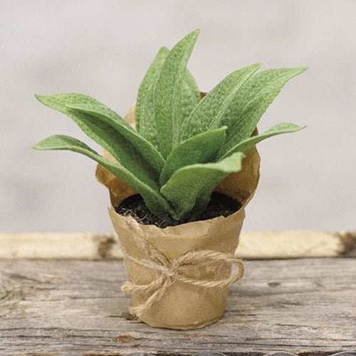 Paper Pot Cowslip 6
