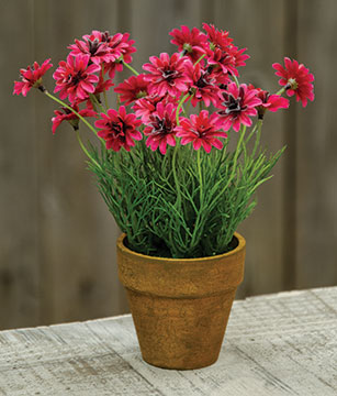 Potted Star Daisy Pink (Pack of 4)