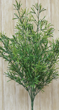 Asparagus Bush (Pack of 2)
