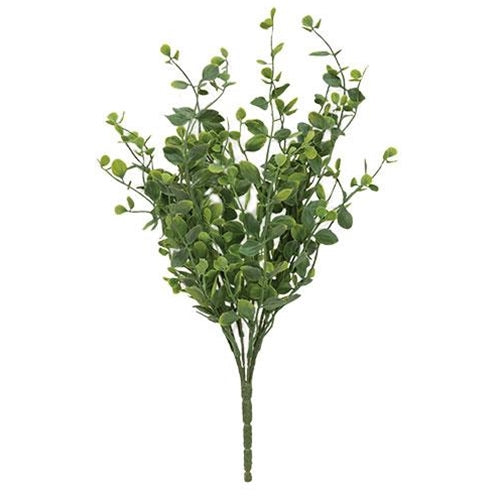 Seraph Vine Bush 14