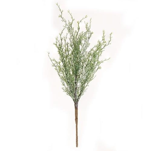 Ice Glazed Cedar Bush 24