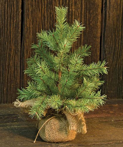 Mountain Pine Tree 12