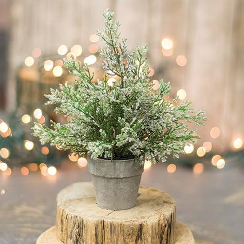 Potted Icy Cedar 8.5