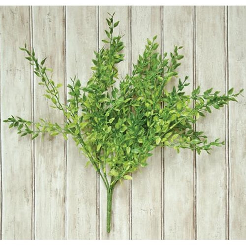 Lemon Beauty Bush (Pack of 2)