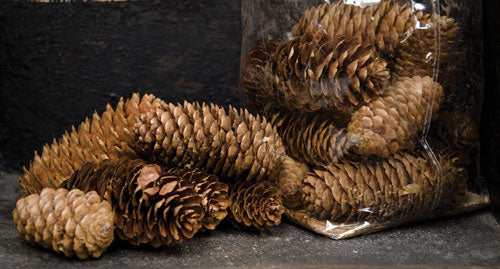 Pinecone Fillers - 6 oz  (Pack of 4)