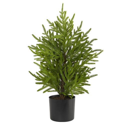 2'Norfolk Island Pine “Natural Look