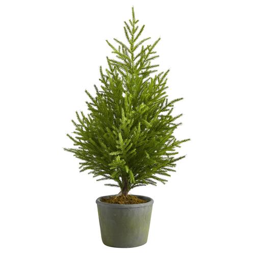 3'Norfolk Island Pine “Natural Look