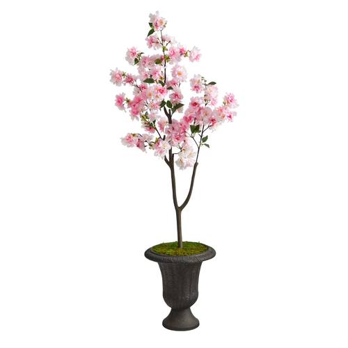 5'Cherry Blossom Tree in Charcoal Urn