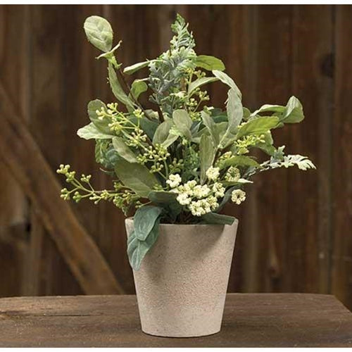 Mixed Lamb's Ear w/Pot (Pack of 2)