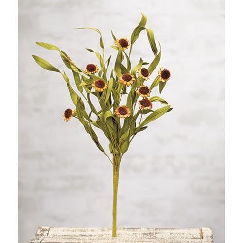 Country Mix Daisy Bush - Rusty (Pack of 4)