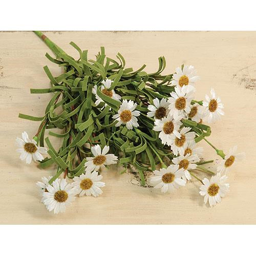 Mini Mountain Daisy Bush Cream (Pack of 4)