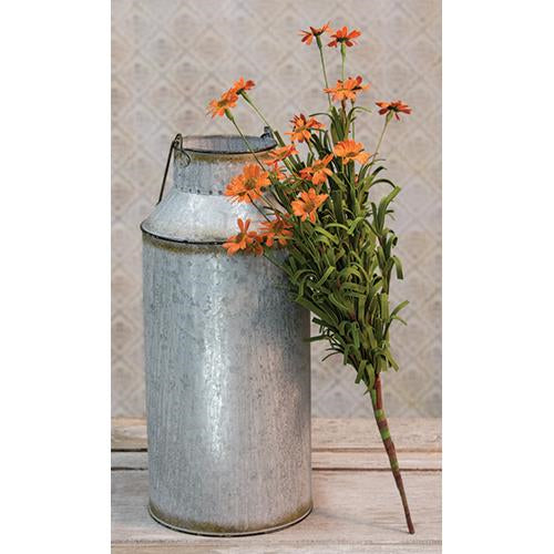 Mini Mountain Daisy Bush Orange (Pack of 4)