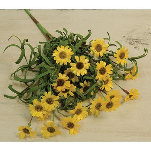 Mini Mountain Daisy Bush Yellow (Pack of 4)