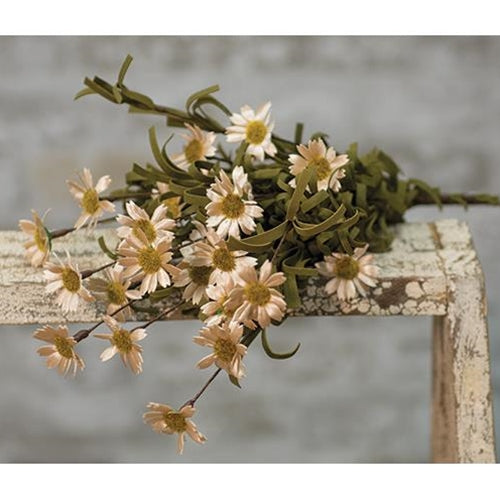Mini Mountain Daisy Bush Teastain (Pack of 4)