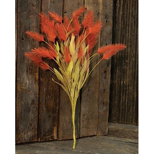 Dog Tail Grass Bush Orange 20