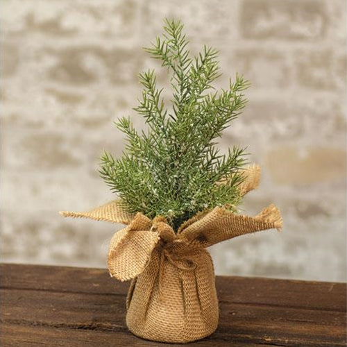 Mini Snowy Rosemary Pine Tree 11
