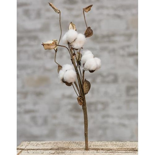 Cotton Pick w/Shells 12