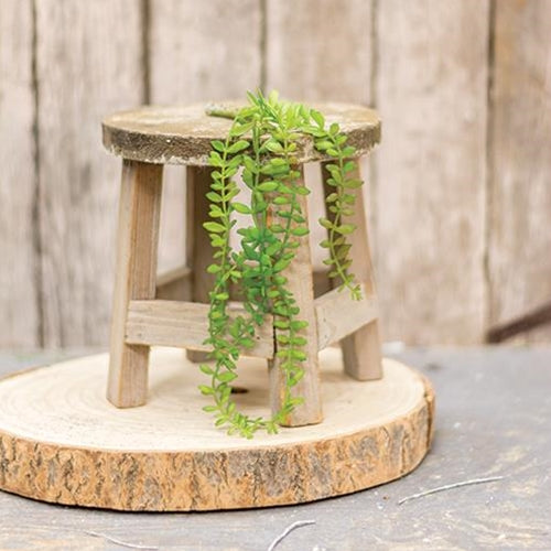 Hanging Angel Fern 11