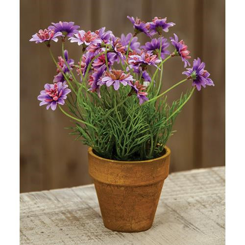 Potted Star Daisy Lavender (Pack of 4)
