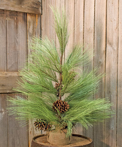 Long Needle Pine Tree 30