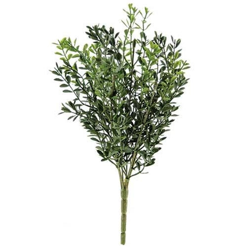 New England Boxwood Bush 11-1/2