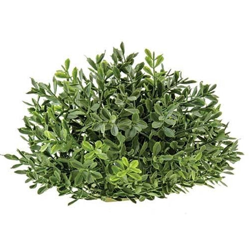 New England Boxwood Half Sphere 6