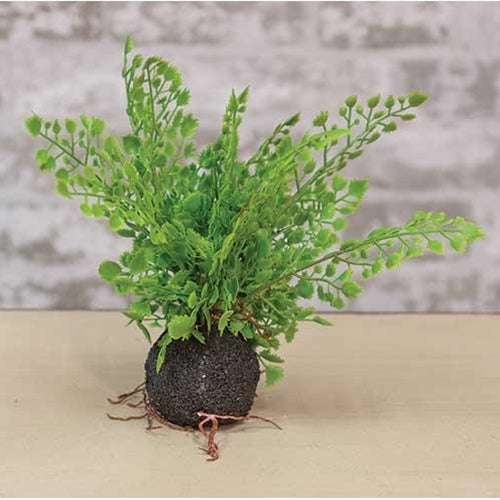 Rooted Fern 8