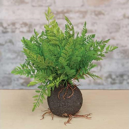 Rooted Fern 11.5