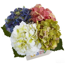 Load image into Gallery viewer, Hydrangea in New Baby Ceramic
