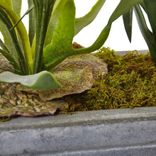Load image into Gallery viewer, Dancing Lady and Staghorn in Stone Planter
