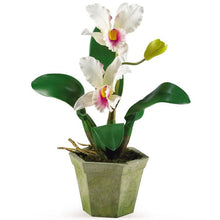 Load image into Gallery viewer, Potted Orchid Mix (Set of 3)
