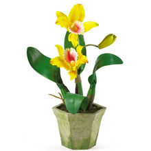 Load image into Gallery viewer, Potted Orchid Mix (Set of 3)
