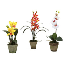 Load image into Gallery viewer, Potted Orchid Mix (Set of 3)
