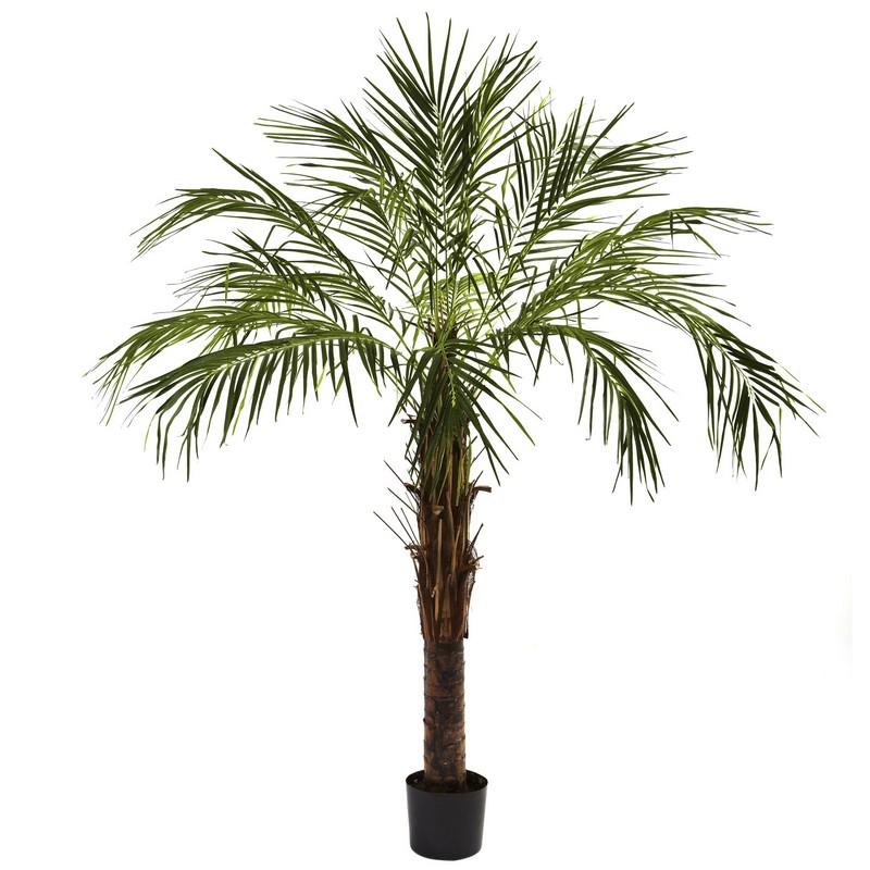 6'Robellini Palm Tree
