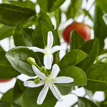 Load image into Gallery viewer, Potted Orange Tree
