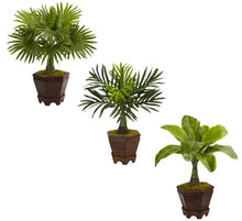 Load image into Gallery viewer, Assorted Mini Palm Trees in Planter (Set of 3)
