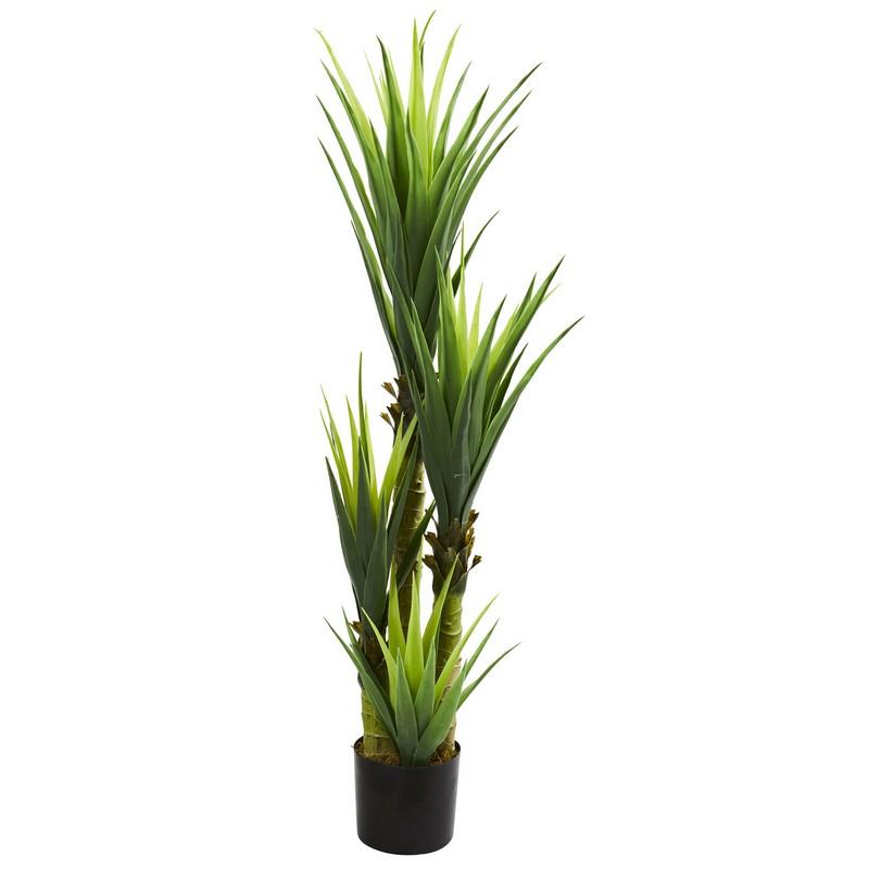 4.5' Dracaena Plant