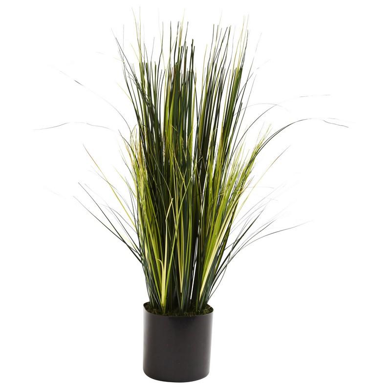 3'Onion Grass Plant