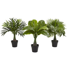 Load image into Gallery viewer, Areca, Fountain &amp; Banana Palm (Set of 3)
