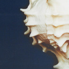 Load image into Gallery viewer, Madison Park Ocean Seashells Framed Canvas 4 Piece Set MP95C-0062 By Olliix
