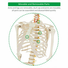 Load image into Gallery viewer, Medical School Human Anatomy Class Life-size Skeleton Model
