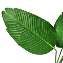 Load image into Gallery viewer, 5 FT Artificial Decorative Tropical  Indoor-Outdoor Tree
