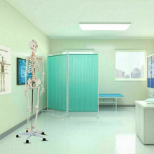 Load image into Gallery viewer, Medical School Human Anatomy Class Life-size Skeleton Model
