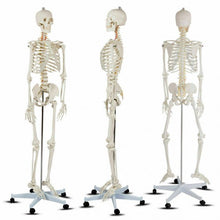 Load image into Gallery viewer, Medical School Human Anatomy Class Life-size Skeleton Model
